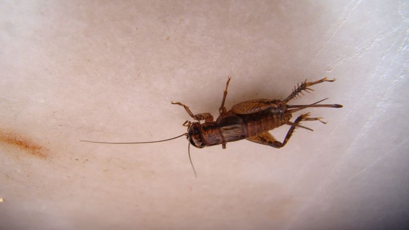 Cricket Control Service